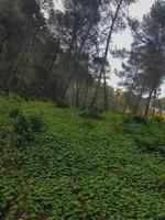 zauberhaft Wald Landschaft Gras und Kiefer Bäume inmitten Natur Schönheit foto