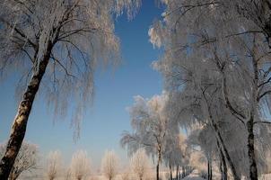 Winterzeit in Westfalen foto