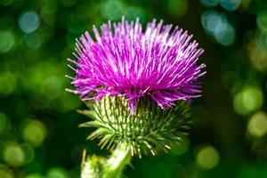 schöne wachsende Blumenwurzel Klettendistel auf Hintergrundwiese foto