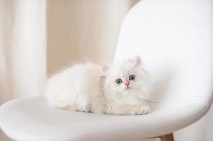 Weiß lange Haare britisch Kätzchen foto