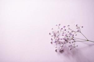 klein lila und Weiß Gypsophila Blumen Stand im ein Vase auf ein lila Hintergrund foto