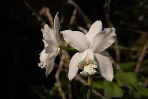 Foto von Orchidee Blume Blühen im das Garten