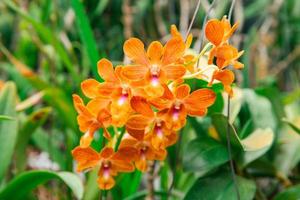 Foto von Orchidee Blume Blühen im das Garten