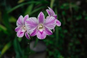 Foto von Orchidee Blume Blühen im das Garten