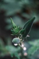 Okra Obst Sämlinge wachsend im das Garten foto