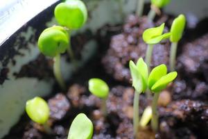 Mimose schießt wachsend im das Sonne foto