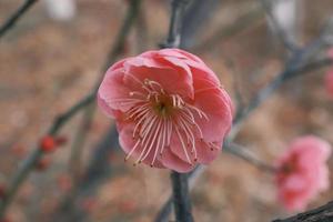 rot Pflaume Blüten im blühen foto