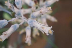 Nabalus albus Weiß fleischig Blumen foto