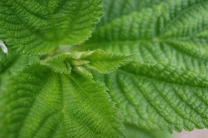 wachsend frisch Grün Perilla Blätter foto