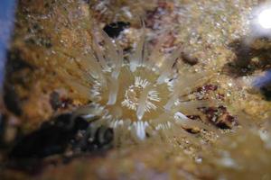 Meer Anemone wachsend im Wasser foto