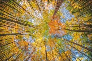 in das Herbst Wald. foto