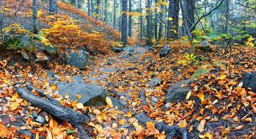 felsig Pfad übersät mit Blätter im Herbst Wald foto