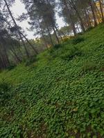 zauberhaft Landschaft von das Gras zwischen das Kiefer Bäume im das Wald foto