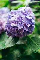 lila Hortensie Makrophylla, ein Spezies von blühen Pflanze im das Familie Hortensien, mit Regentropfen auf es foto