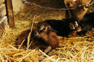 Neugeborene braun Baby Ziege, Ziege Kind, mit Geschwister und Mutter Ziege 10 Protokoll nach Sein geboren foto