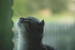 Foto von ein Kätzchen im Profil mit es ist Kopf hoch. horizontal Foto von ein Kätzchen Kopf