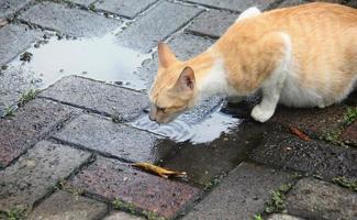 einer Single Orange und Weiß farbig streunend wild Katze Trinken Regen Wasser Pfütze draußen auf das Straßen isoliert auf grau Backstein Fußboden Foto von oben Seite Sicht.