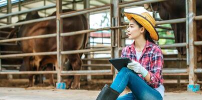 asiatische junge Bäuerin, die sitzt, während sie mit einem Tablet-PC-Computer und Kühen im Kuhstall auf einem Milchviehbetrieb arbeitet. landwirtschaftsindustrie, landwirtschaft, menschen, technologie und tierhaltungskonzept. foto