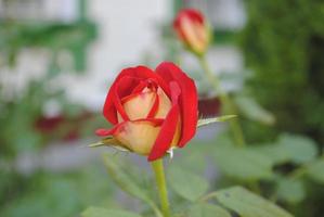 schön zärtlich rot Rose Knospe im Sommer- Garten foto