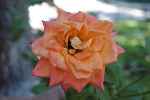 Busch von zart Rosen im das Sommer- Garten. Orange Rosen. foto