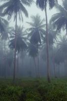 Kokosnuss Bäume im Nebel von Morgen foto