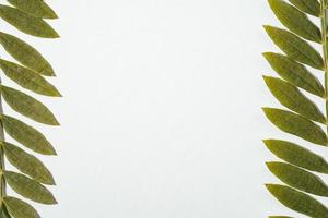 Jacaranda-Mimosifolia-Blatt auf weißem Hintergrund foto