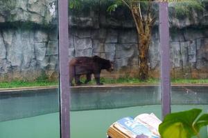 selektiv Fokus von Grizzly Bären Gehen im ihr Käfige. foto