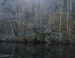 Wald im Winter spiegelt sich im Fluss foto