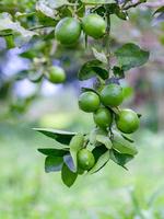 Limetten wachsen auf einem Baum foto