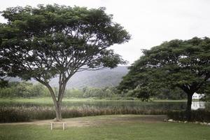 grüner Baum im Sommer foto