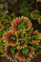 das Miana Pflanze ist Coleus scutellarioides. ebenfalls bekannt wie das iler Anlage, Miana ist vielgeliebt weil das Abstufungen von das Muster auf das Blätter sind damit schön foto