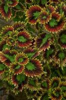 das Miana Pflanze ist Coleus scutellarioides. ebenfalls bekannt wie das iler Anlage, Miana ist vielgeliebt weil das Abstufungen von das Muster auf das Blätter sind damit schön foto