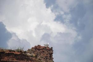 ein Möwe auf ein Felsen gegen das Himmel foto