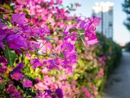 Rosa Bougainvillea spectabilis Blumen, Stadt Park, sonnig Tag foto