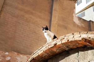 schwarz und Weiß Katze Standort auf ein Backstein Dach auf ein sonnig Tag foto