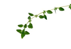 frischer Thymian oder Zitronenthymianblatt isoliert auf weißem Hintergrund, grünes Blattmuster foto