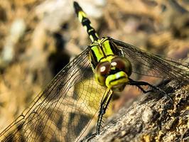 ein schön Gelbgrün Libelle thront auf ein braun geknackt alt Log Holz während das Tag, Vorderseite Aussicht foto