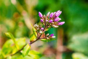 klein Knospen von lila Blumen im Grün Gras foto