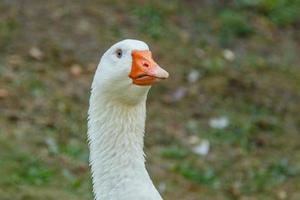 schöne Schwäne sitzen auf grünem Gras foto