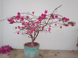 Bougainvillea Blume Pflanze im ein Topf beim Zuhause Garten foto