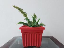 Farn Pflanze im ein rot Topf beim Zuhause foto