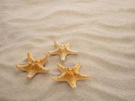 drei Seestern sind Lügen auf das Sand. Konzept von Urlaub, Meer, Reise foto