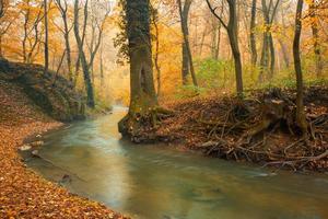 fließender Strom auf buntem Herbstwald foto