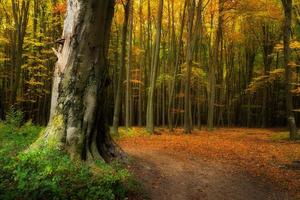 Straße im das schön bunt Herbst Wald im Ungarn foto