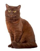 schottisch falten Schokolade Katze foto