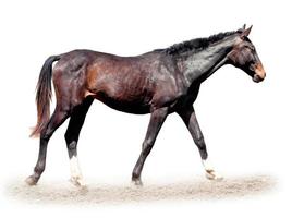 isoliert dunkel Pferd foto