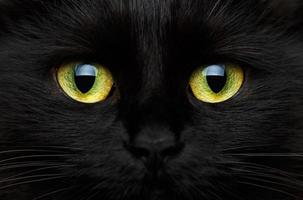 süß Schnauze von ein schwarz Katze Nahansicht foto