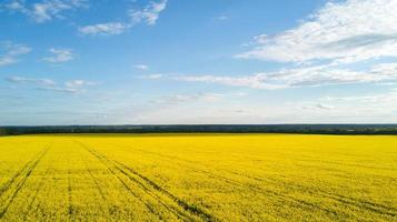 Feld mit Blühen Raps im Frühling. Antenne Foto