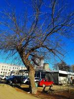 Eisen Baum im früh Frühling gegen das Blau Himmel. ein alt Keltis l Baum mit ein groß Krone und ein groß Stamm. foto