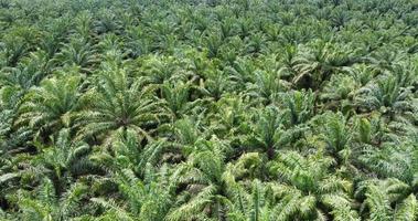 Drohne Aussicht von das Landschaft von ein schön Grün farbig Öl Palme Baum Plantage, Nachmittag im Indonesien foto